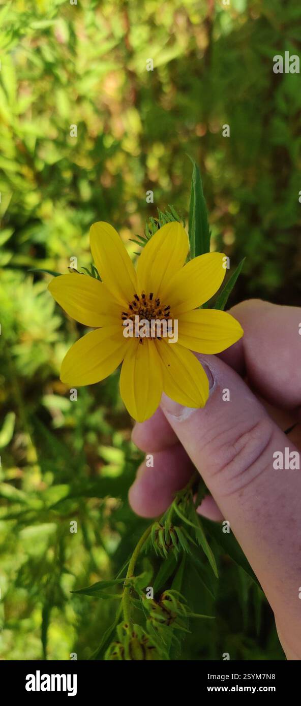 Bearded Beggarticks (Bidens aristosa), Plantae, Paulding County, US-OH, US Foto Stock