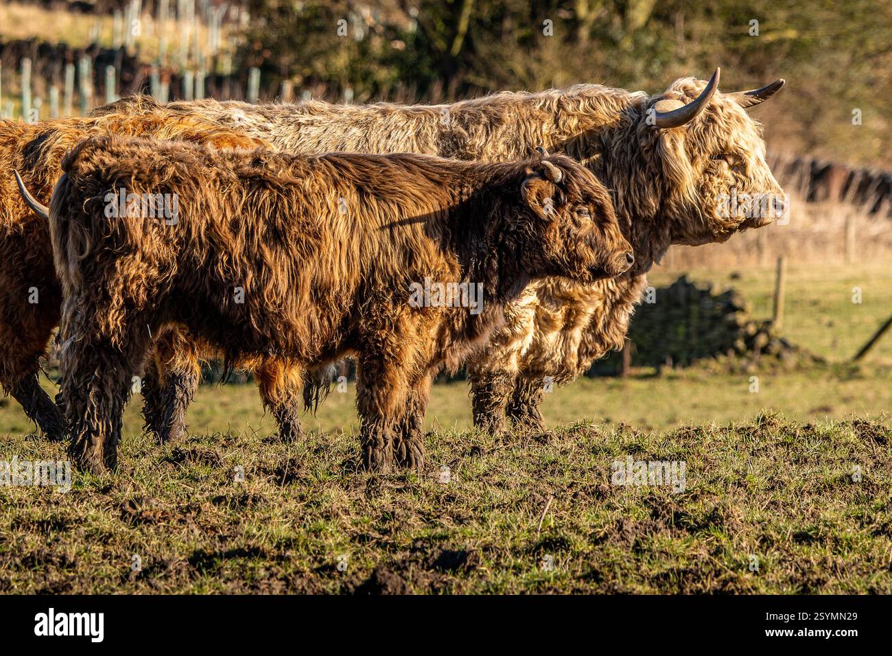 Tori di corno lungo delle Highland in un paesaggio rurale. Foto Stock