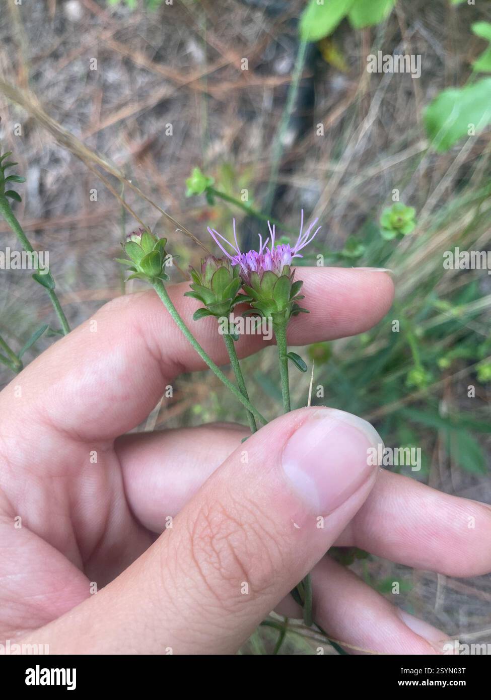 Sandywoods Chaffhead (Carphephorus bellidifolius), Plantae, Fort Bragg Rd, Southern Pines, NC, US Foto Stock