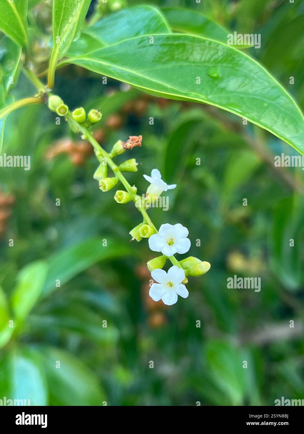 Spiny Fiddlewood (Citharexylum spinosum), Plantae, Florida, Stati Uniti Foto Stock