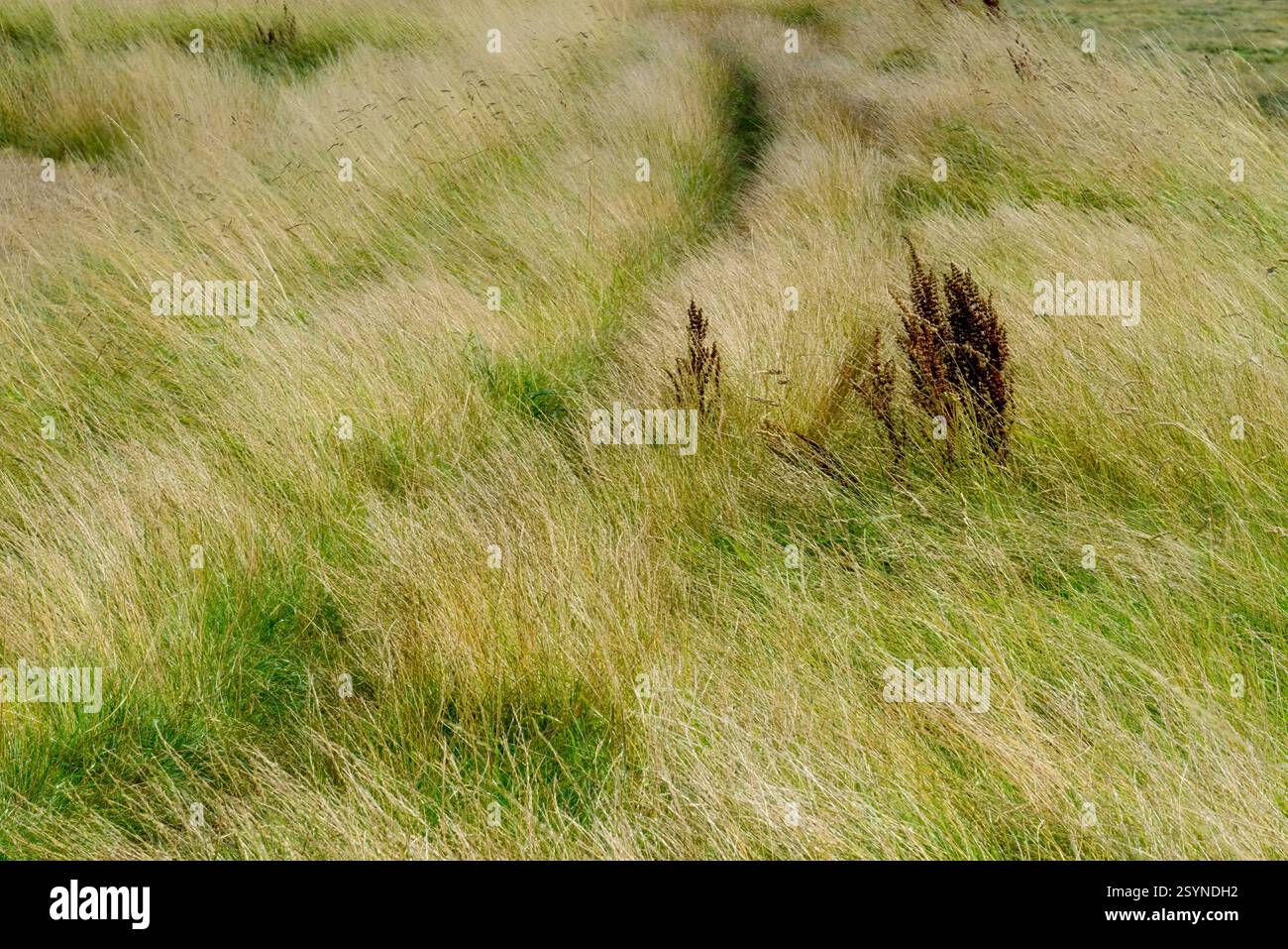 Sentiero lungo l'estuario del fiume Wyre a Stalmine nel lancashire Foto Stock