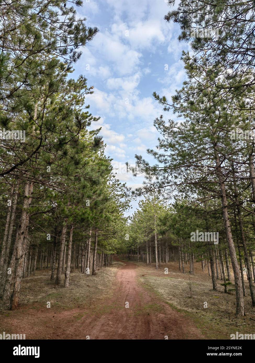 Into the Wild - Un percorso attraverso alberi torreggianti e cielo aperto Foto Stock