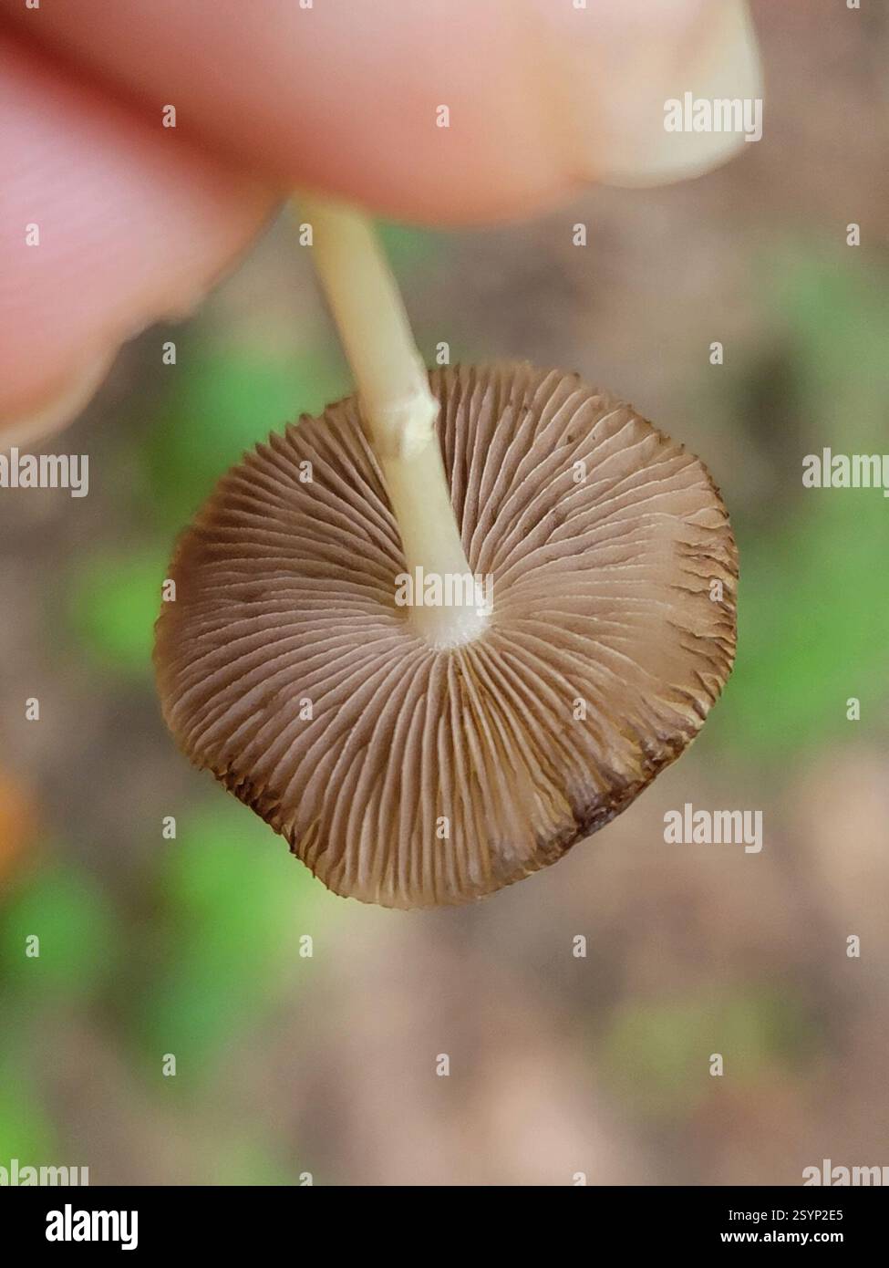 (Agrocybe), funghi, Locust Grove, GA 30248, Stati Uniti Foto Stock