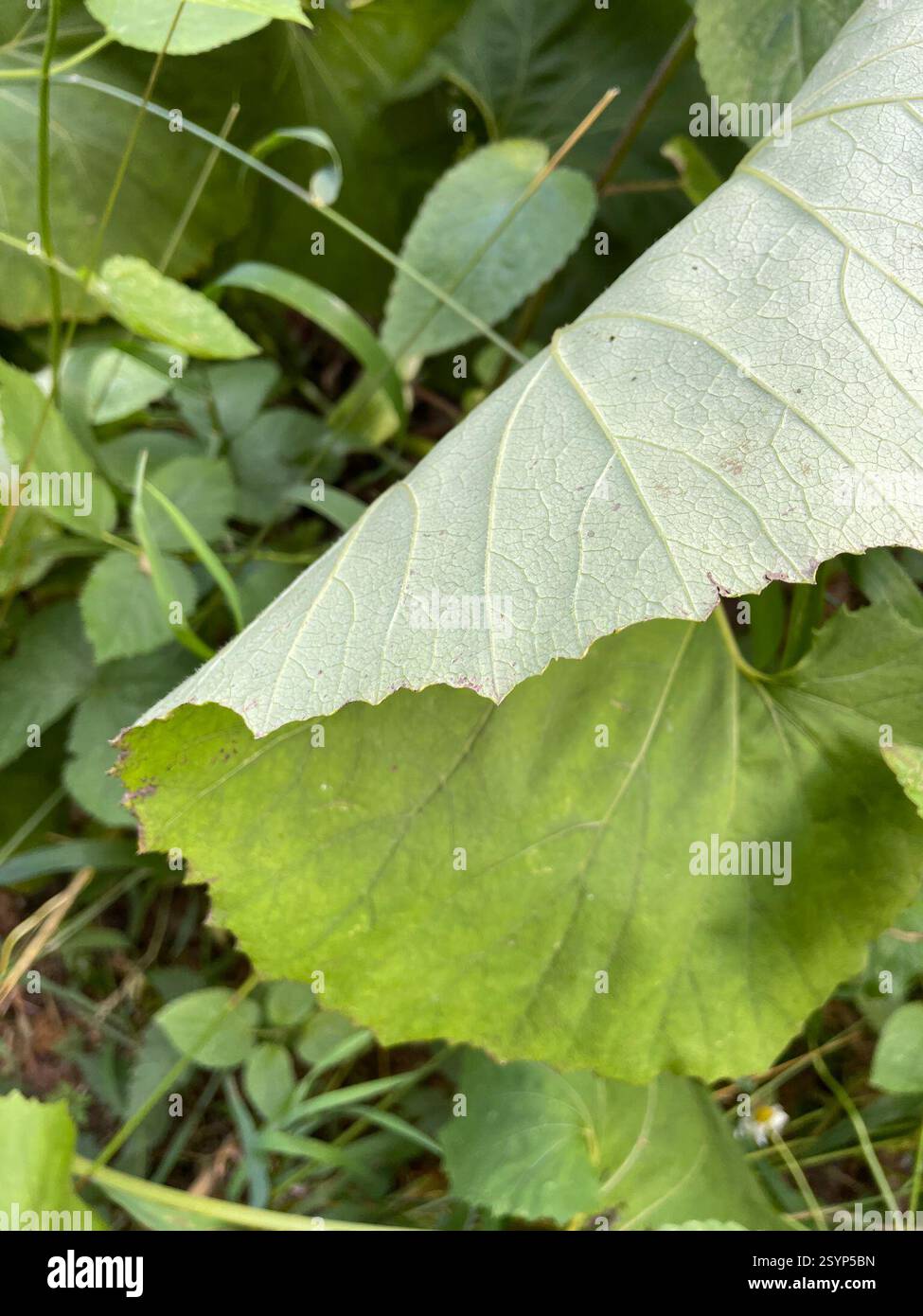 Butterbur gigante (Petasites japonicus), Plantae, Mt. Baker-Snoqualmie National Forest, Skykomish, Washington, Stati Uniti, Patch di oltre 2000 metri quadrati nel corridoio della linea elettrica Foto Stock