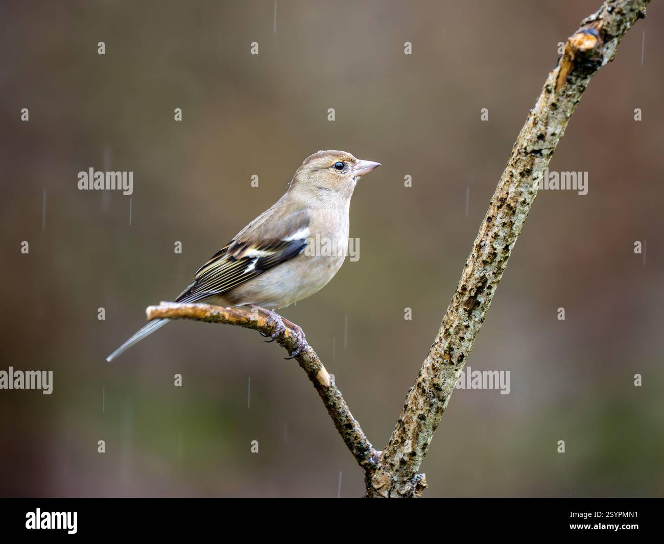 Chaffinch appollò su un ramo Foto Stock