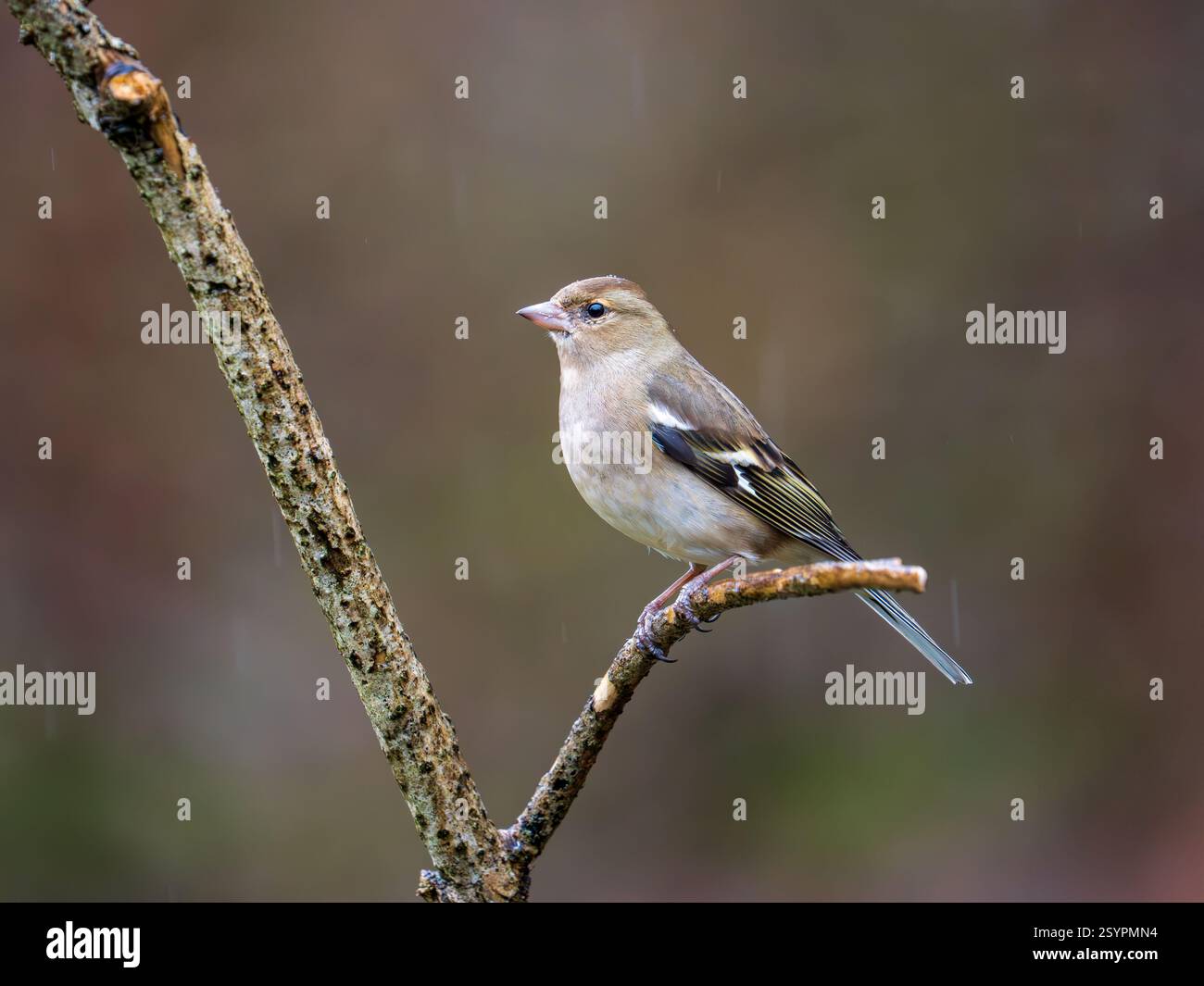 Chaffinch appollò su un ramo Foto Stock