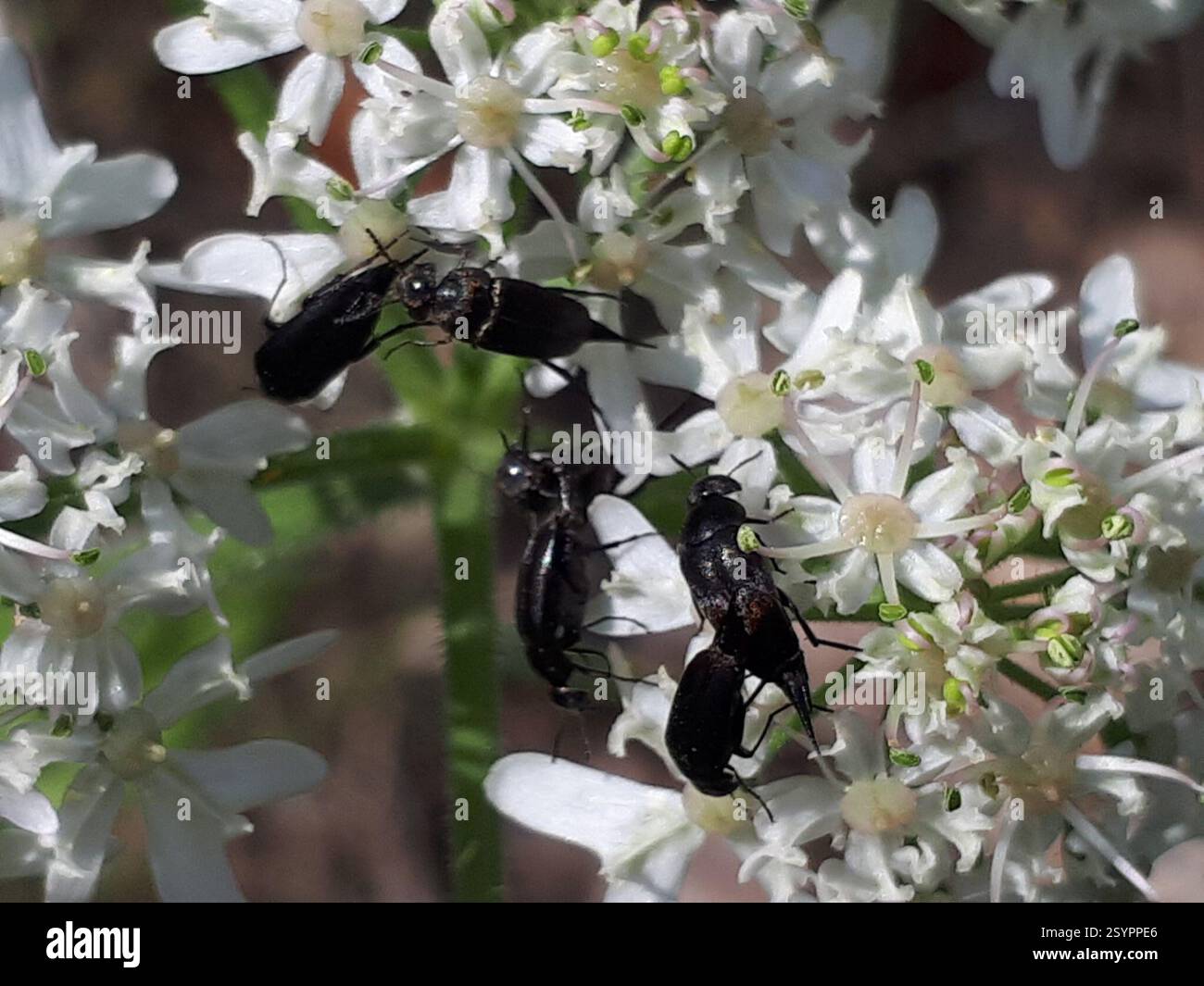 (Mordellini), Insecta, Teltow-Fläming, DE-BR, DE Foto Stock