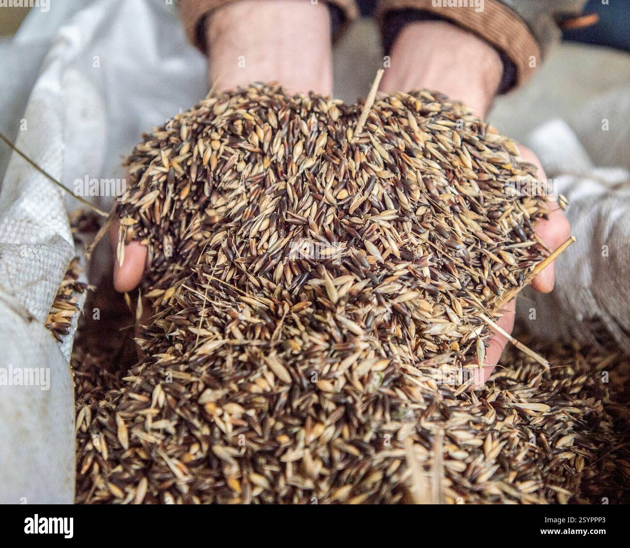 un agricoltore che tiene in mano una manciata di avena nera è nelle mani Foto Stock