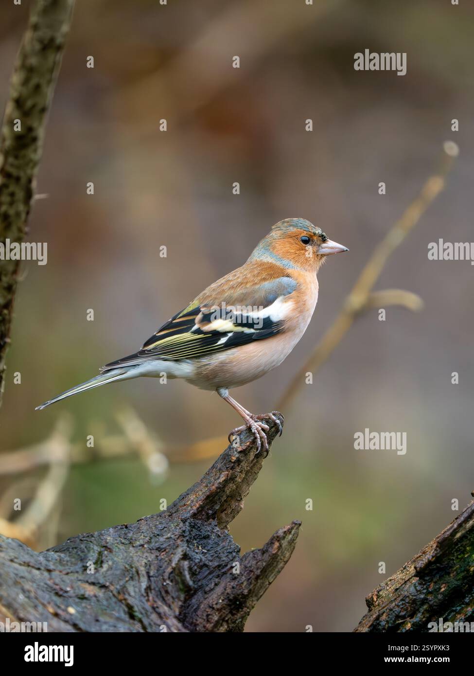 Chaffinch appollò su un ramo Foto Stock