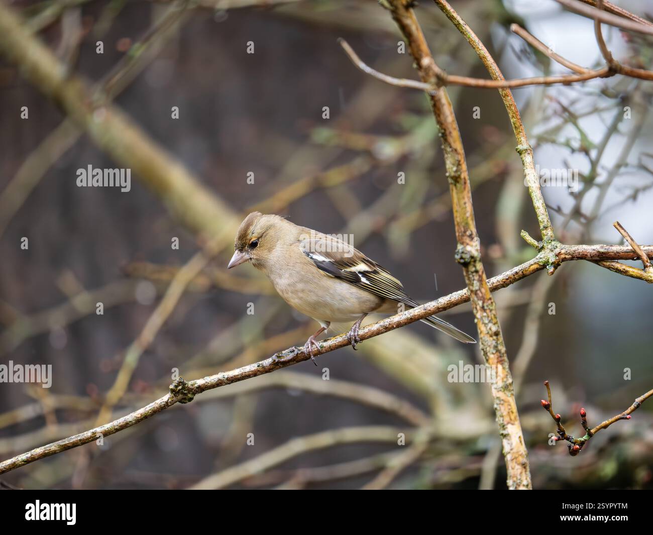 Chaffinch appollò su un ramo Foto Stock