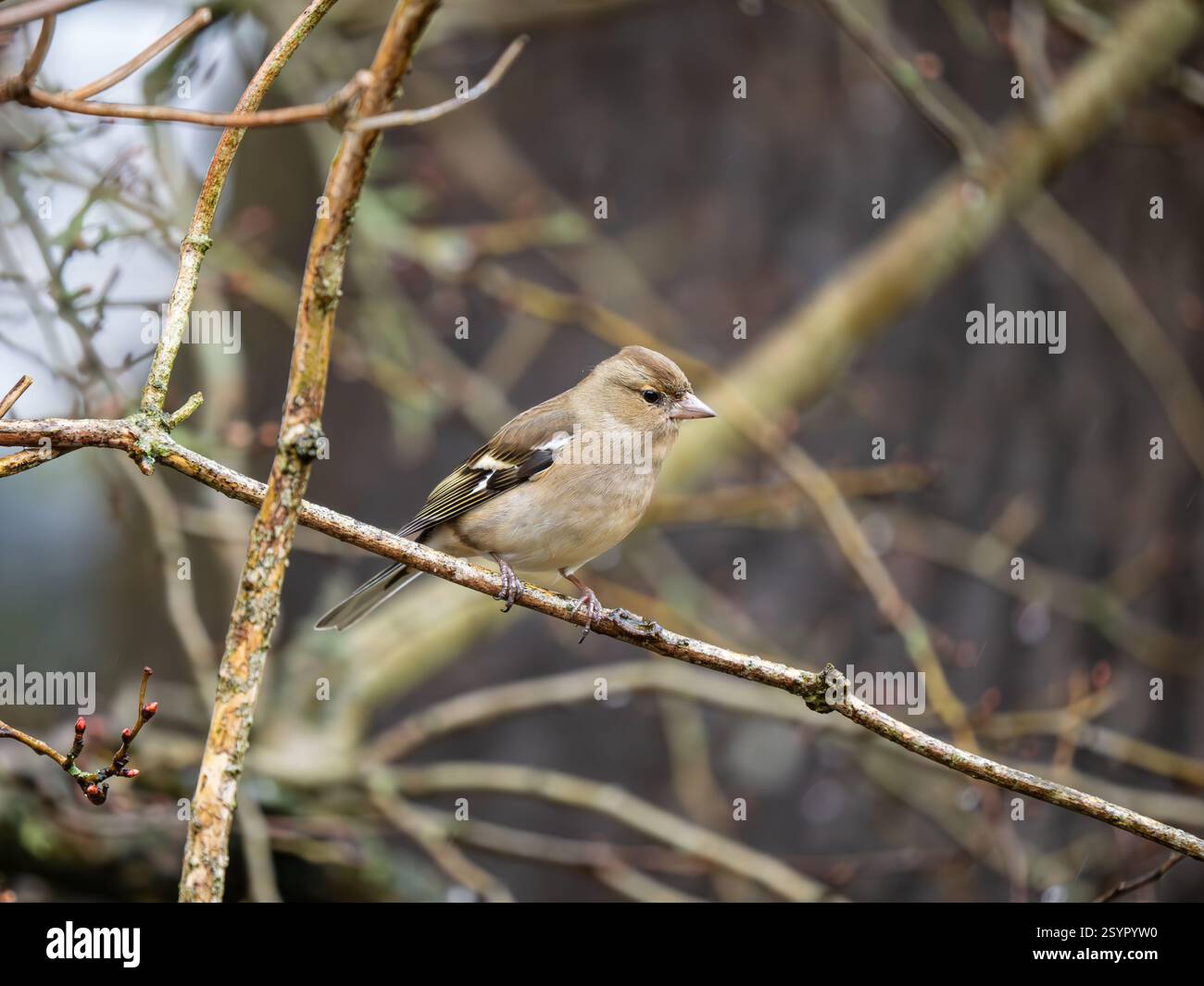 Chaffinch appollò su un ramo Foto Stock