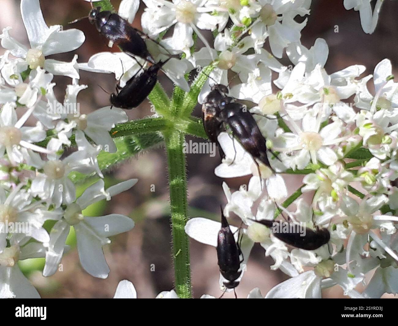 (Mordellini), Insecta, Teltow-Fläming, DE-BR, DE Foto Stock