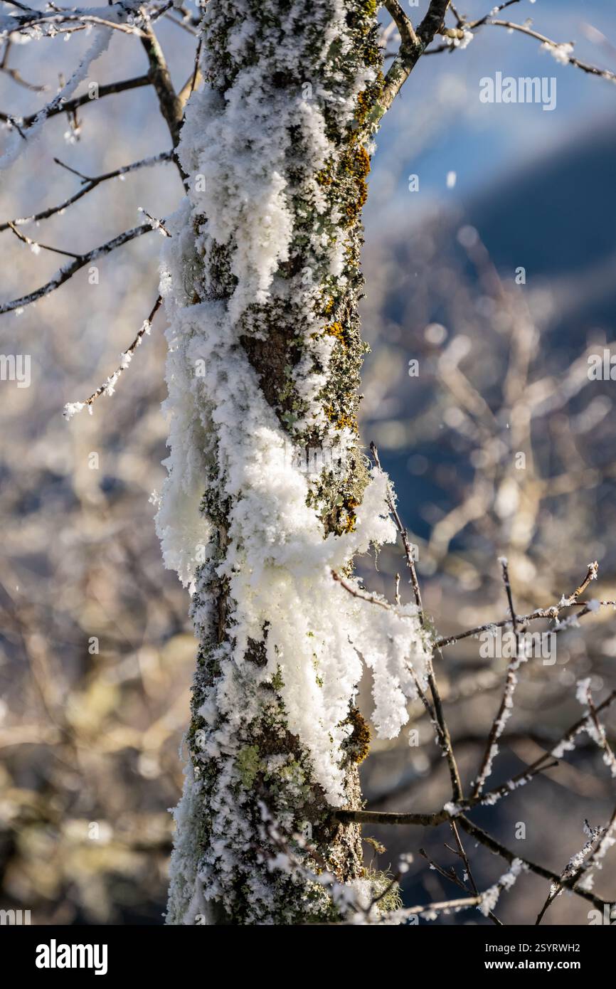 La folta barba di neve si aggrappa all'albero della figa negli Smokies Foto Stock