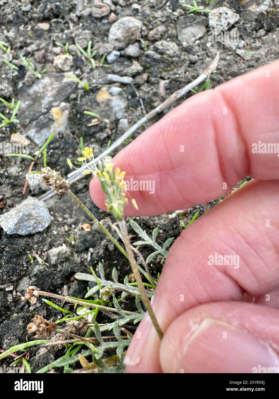 Buck's-Horn Plantain (Plantago coronopus), Plantae, A4232, Cardiff, Galles, GB, le foglie sono pinnaticamente divise. Foto Stock