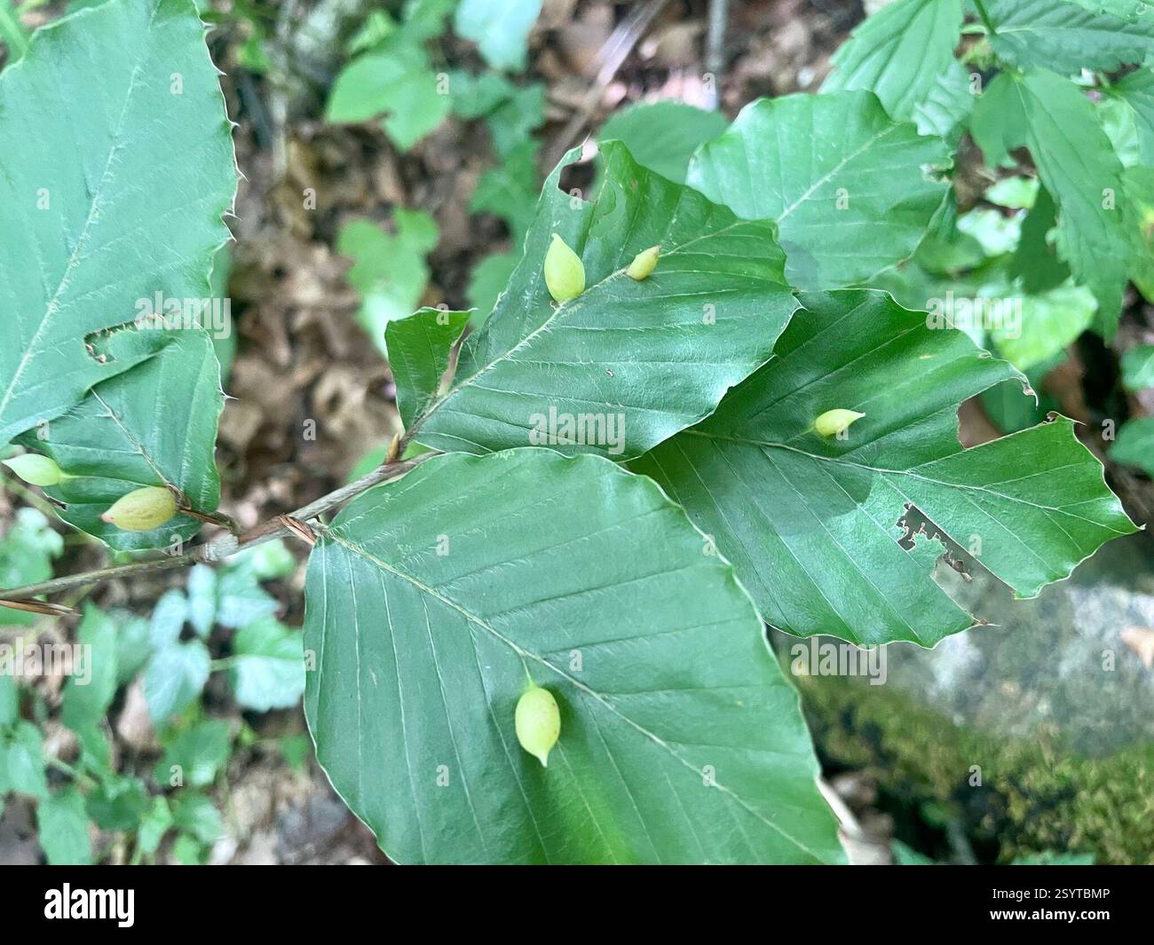 Beech Gall Midge (Mikiola fagi), Insecta, Plitvice Lakes National Park, Plitvica Selo, 09, HR Foto Stock