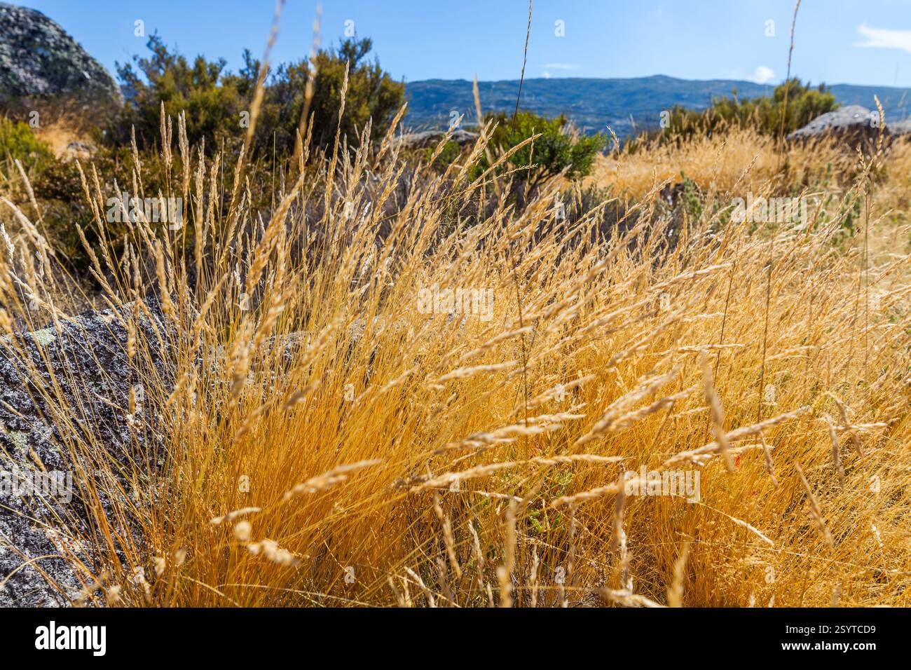 Questa immagine mostra i dettagli ravvicinati della vegetazione che cresce su una superficie rocciosa, non su una diga o un lago. Ecco un'analisi riveduta Foto Stock