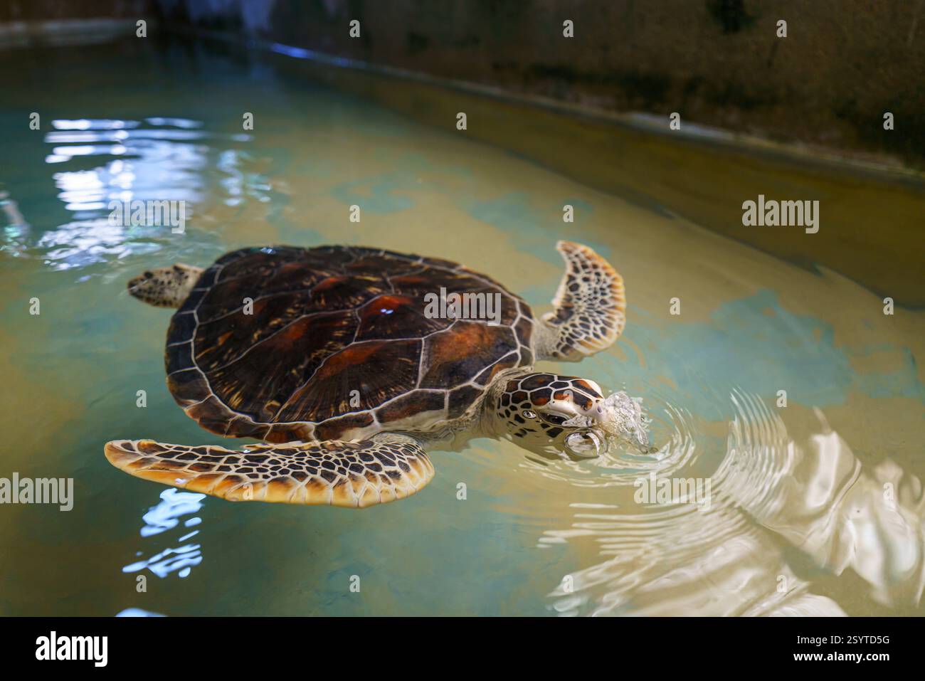 Koggala Sea Turtle Hospital and Hatchery, Sri Lanka. Foto Stock