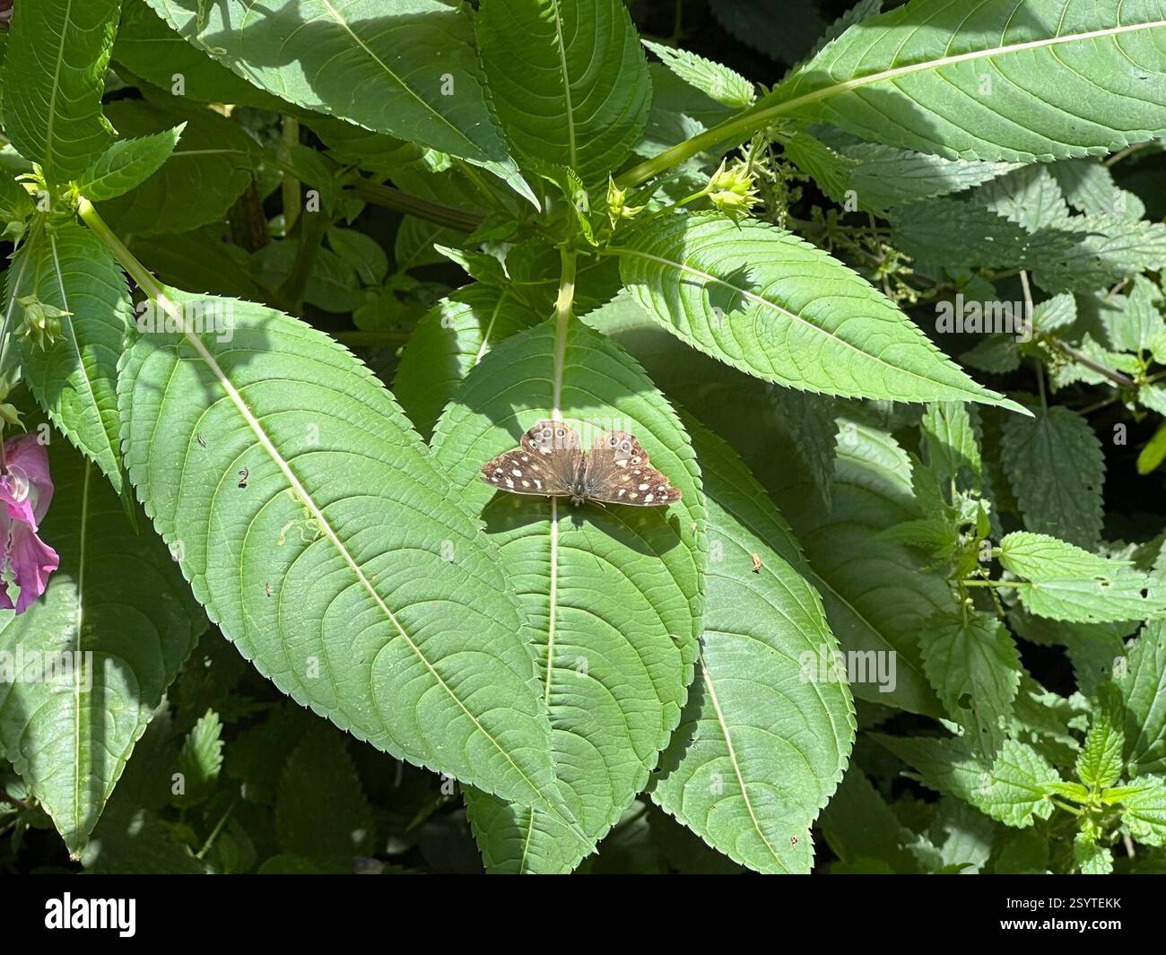 Speckled Wood (Pararge aegeria), Insecta, Attercliffe Road, Sheffield, Inghilterra, GB Foto Stock