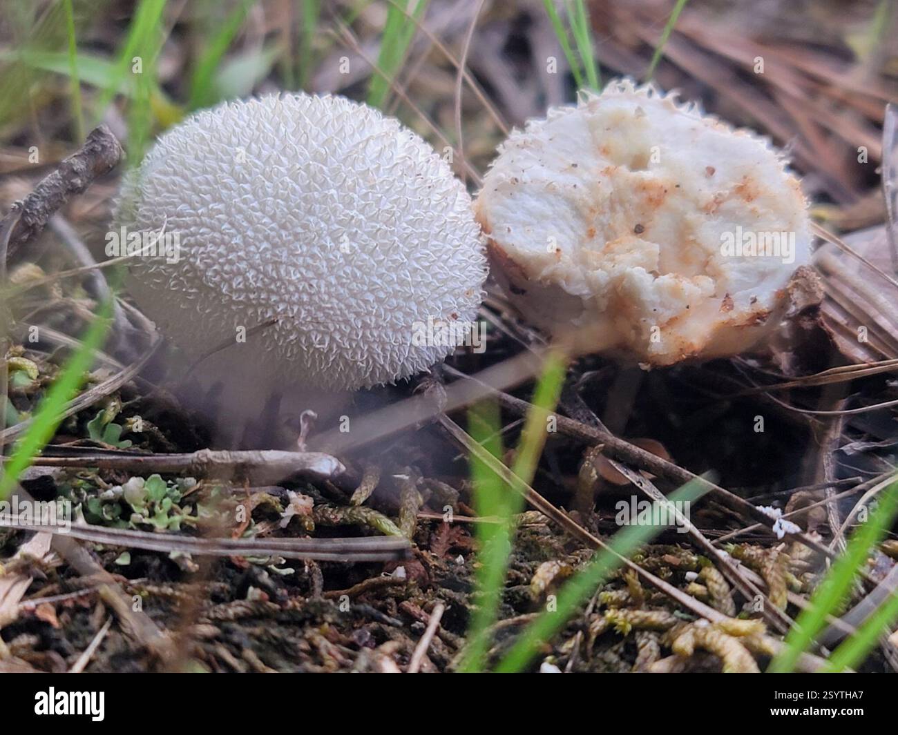 (Lycoperdon), funghi, Locust Grove, GA 30248, Stati Uniti Foto Stock