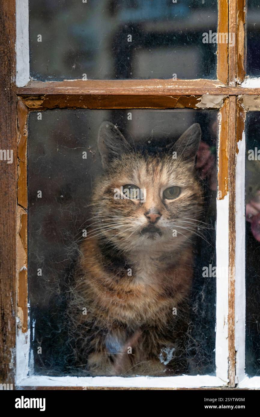 Francia, Riquewihr, Alsazia, strada del vino, Cat, famoso, finestra, formato ritratto, Rue des Remparts Foto Stock