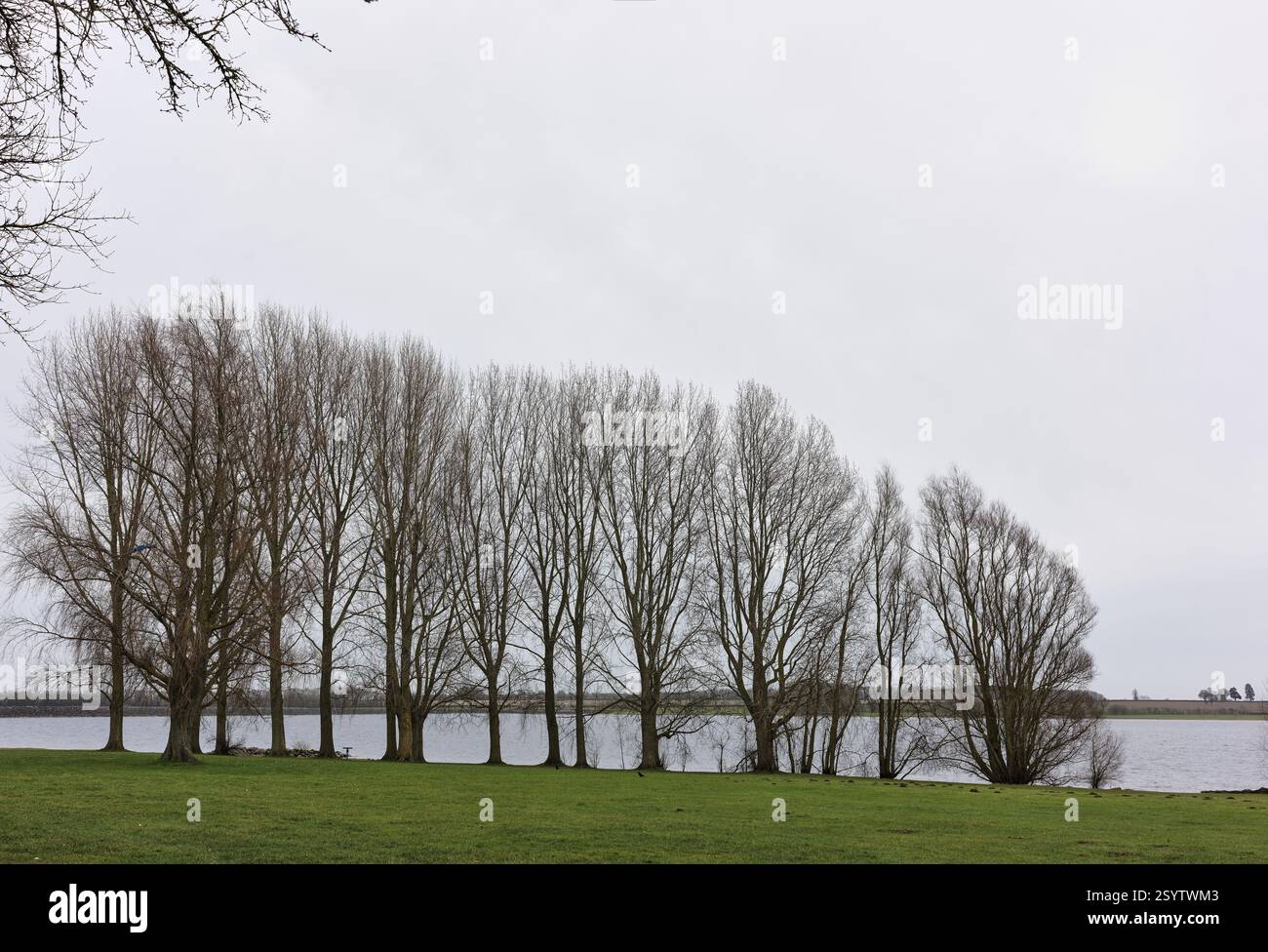 Fila di alberi senza foglie sulle rive del lago Rutland Water, in Inghilterra, in una nuvolosa giornata invernale. Foto Stock