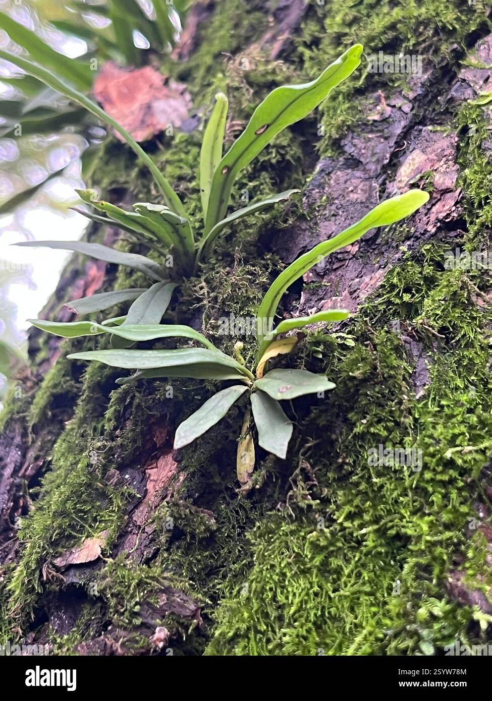 (Lepisorus), Plantae, Scenic area of Tiger Hill, Suzhou, Jiangsu, CN Foto Stock