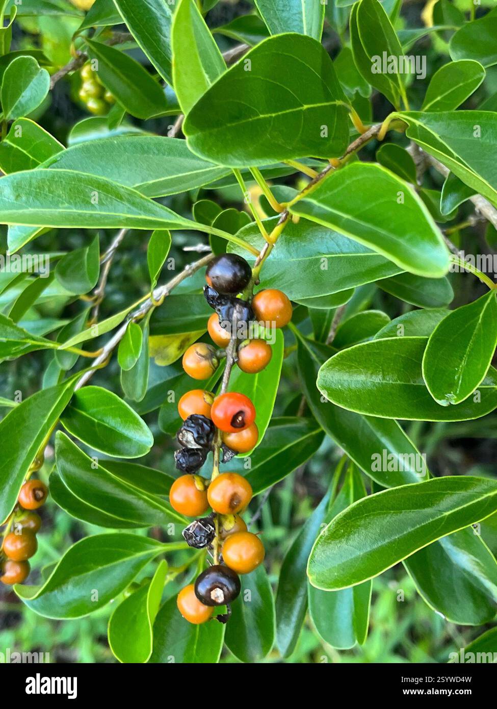 Spiny Fiddlewood (Citharexylum spinosum), Plantae, Florida, Stati Uniti Foto Stock