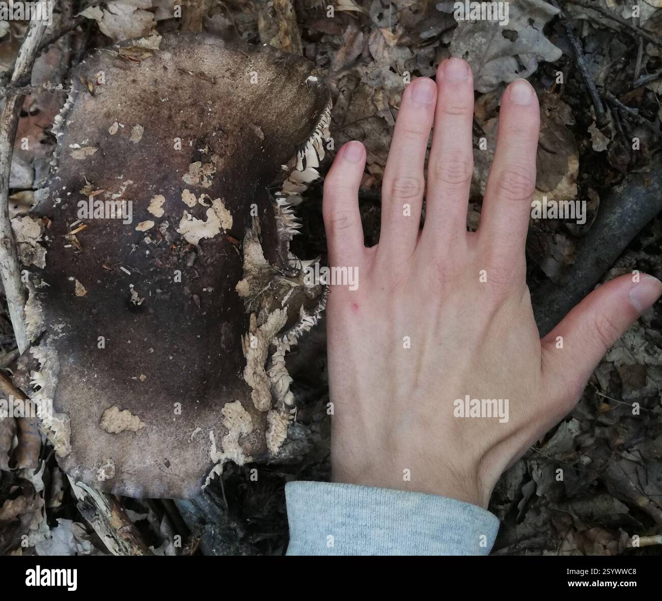 I brittlegi (Russula), funghi, Ballenstedt, Germania, hanno visto probabilmente circa 100 di questa specie oggi, la più secca e lontana. Branchie molto fragili, spesso vicine l'una all'altra, querce, boschi misti di faggio. Questo era particolarmente grande. Dalla punta del dito medio al polso sono di 17 cm. Foto Stock