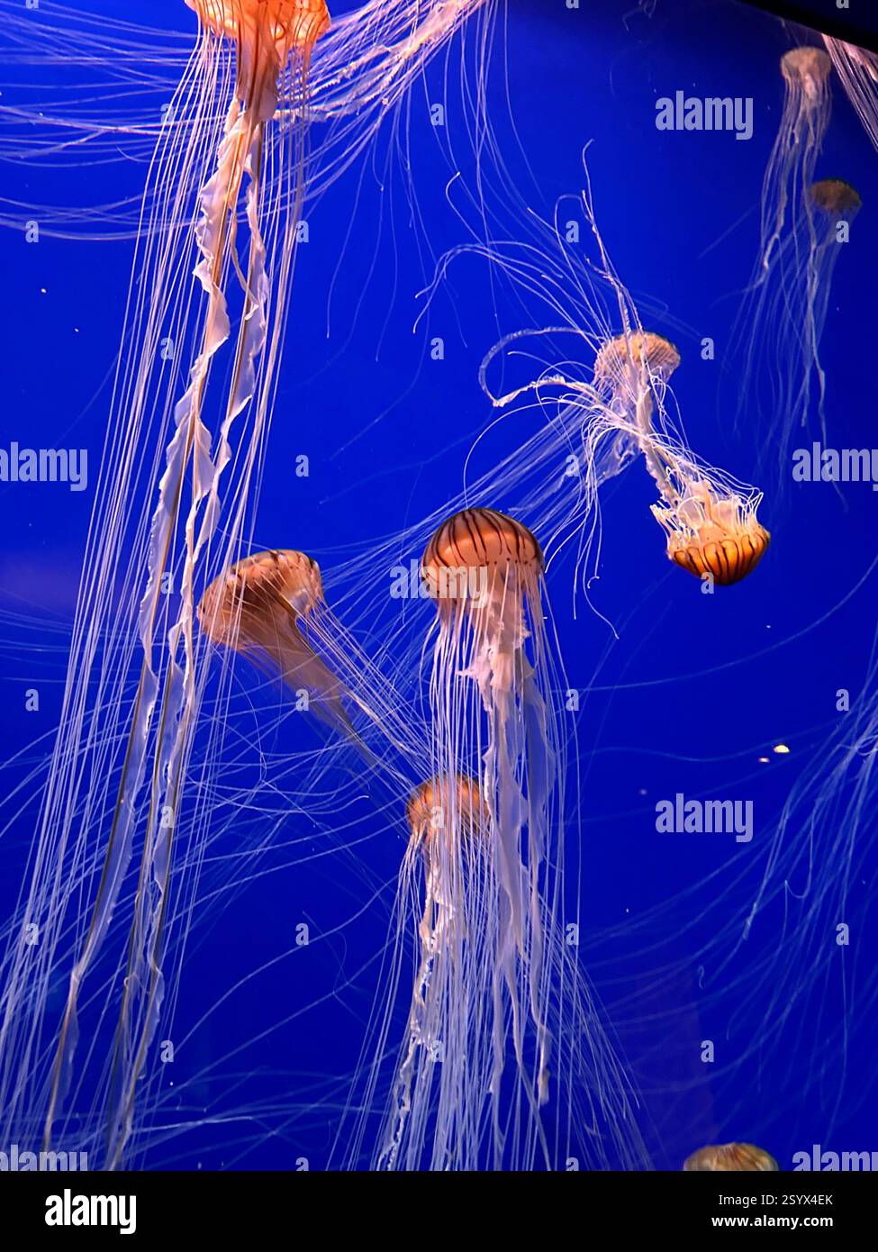 Un gruppo di bellissime meduse gialle e arancioni con lunghe code sottili che nuotano nelle acque blu dell'oceano, esotiche creature marine nella vita naturale Foto Stock