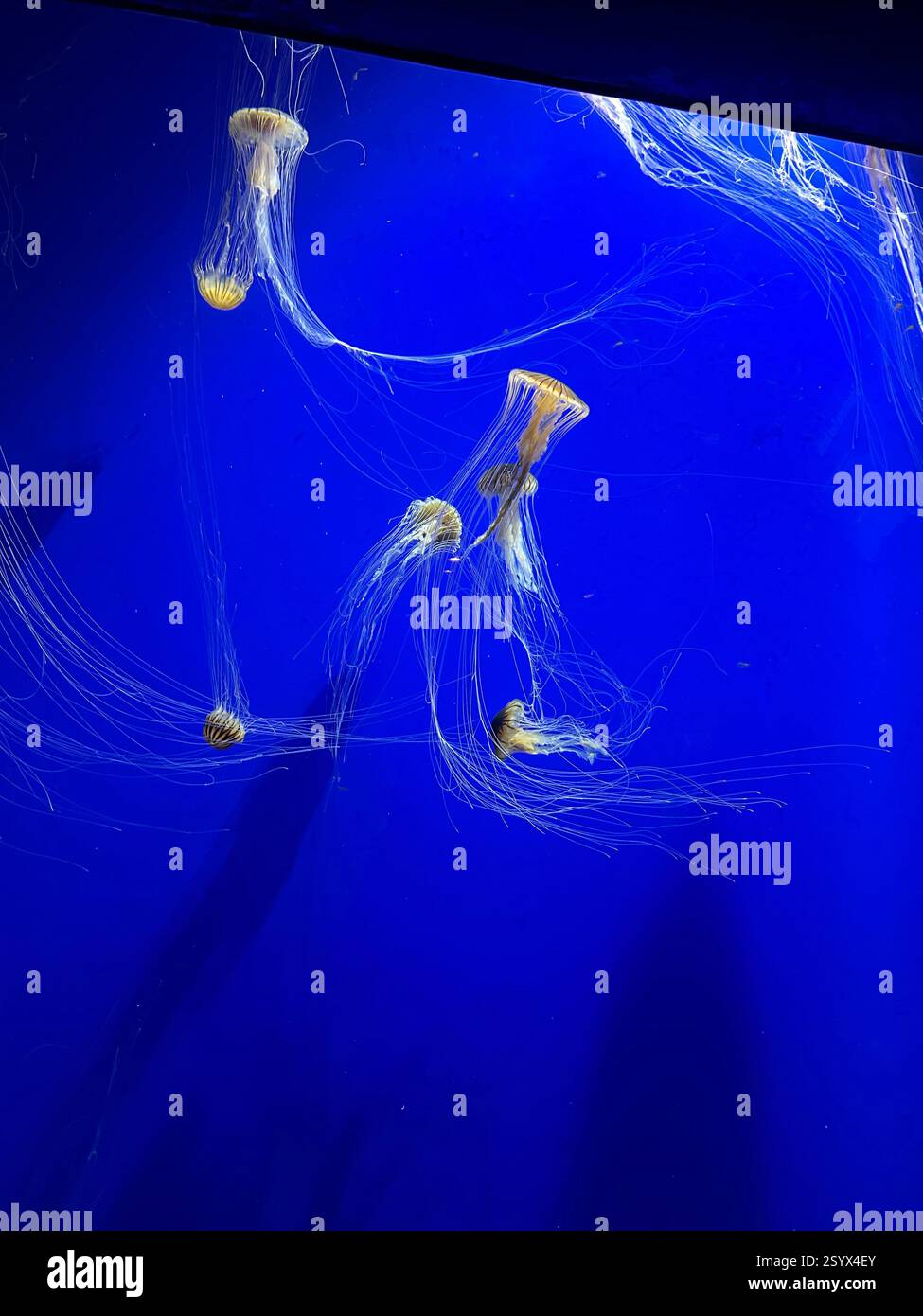Un gruppo di bellissime meduse gialle e arancioni con lunghe code sottili che nuotano nelle acque blu dell'oceano, esotiche creature marine nella vita naturale Foto Stock