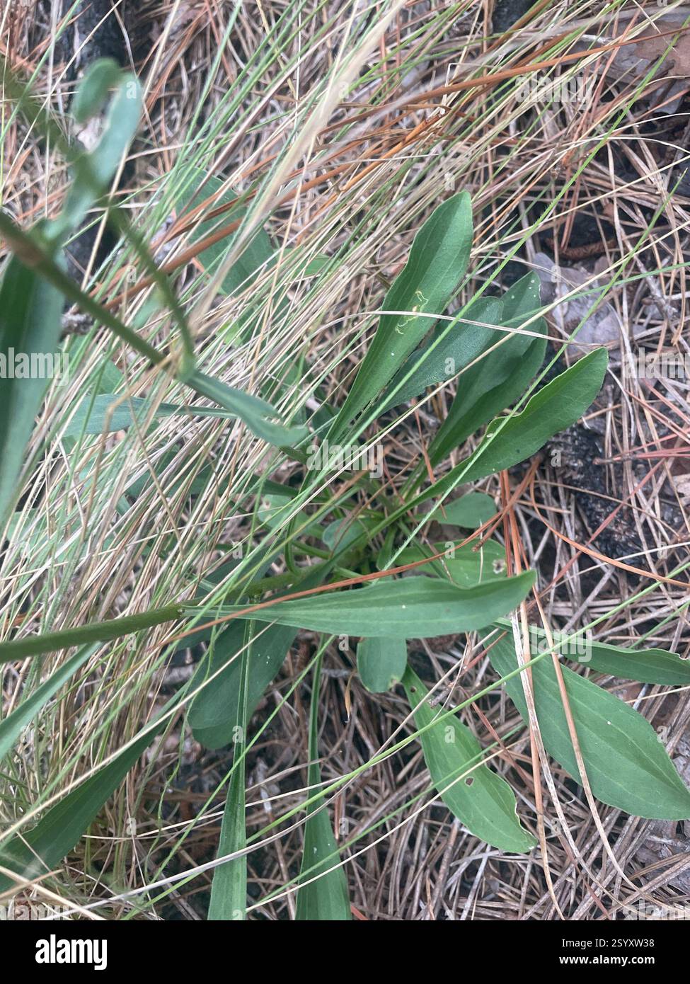 Sandywoods Chaffhead (Carphephorus bellidifolius), Plantae, Fort Bragg Rd, Southern Pines, NC, US Foto Stock