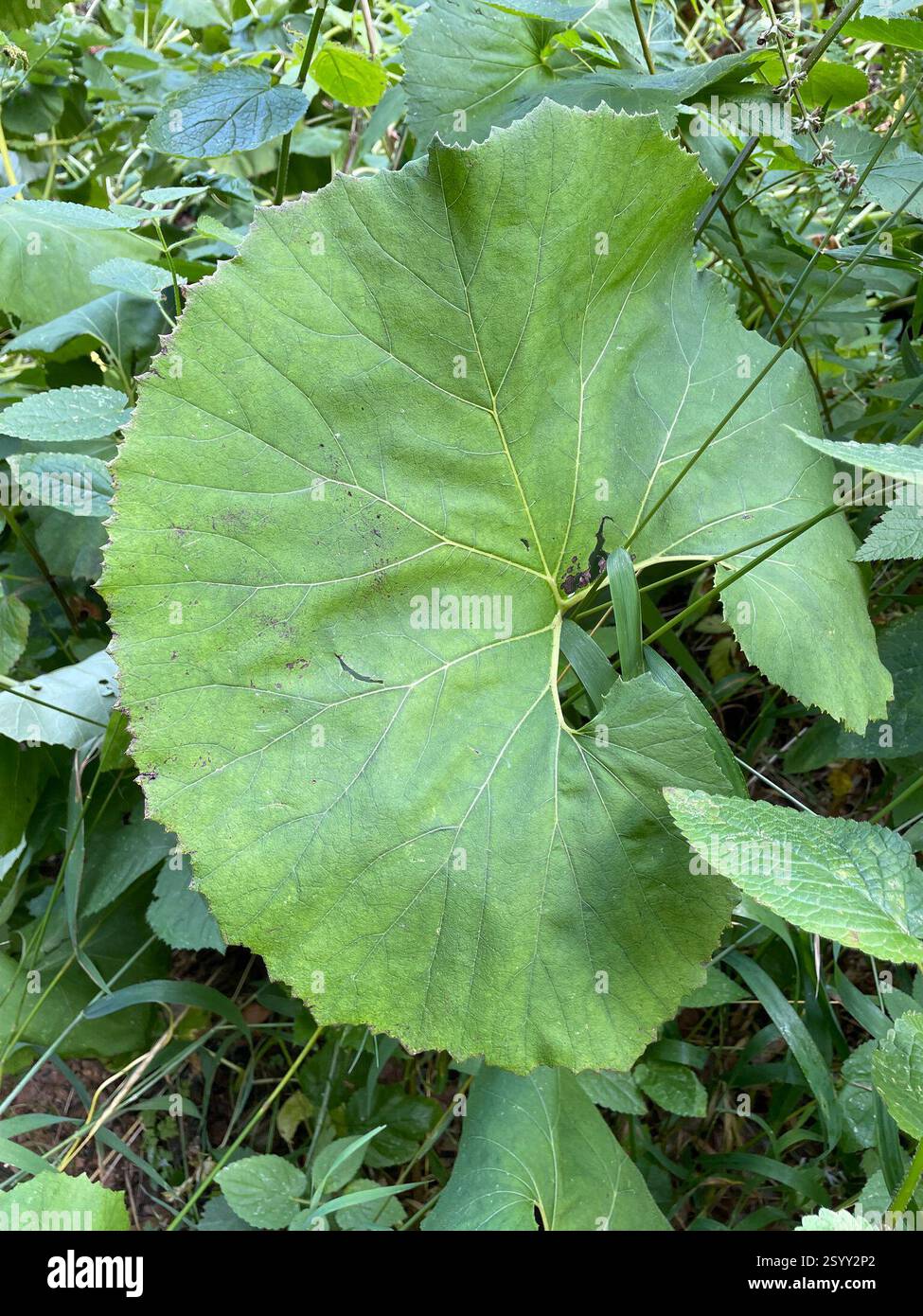 Butterbur gigante (Petasites japonicus), Plantae, Mt. Baker-Snoqualmie National Forest, Skykomish, Washington, Stati Uniti, Patch di oltre 2000 metri quadrati nel corridoio della linea elettrica Foto Stock