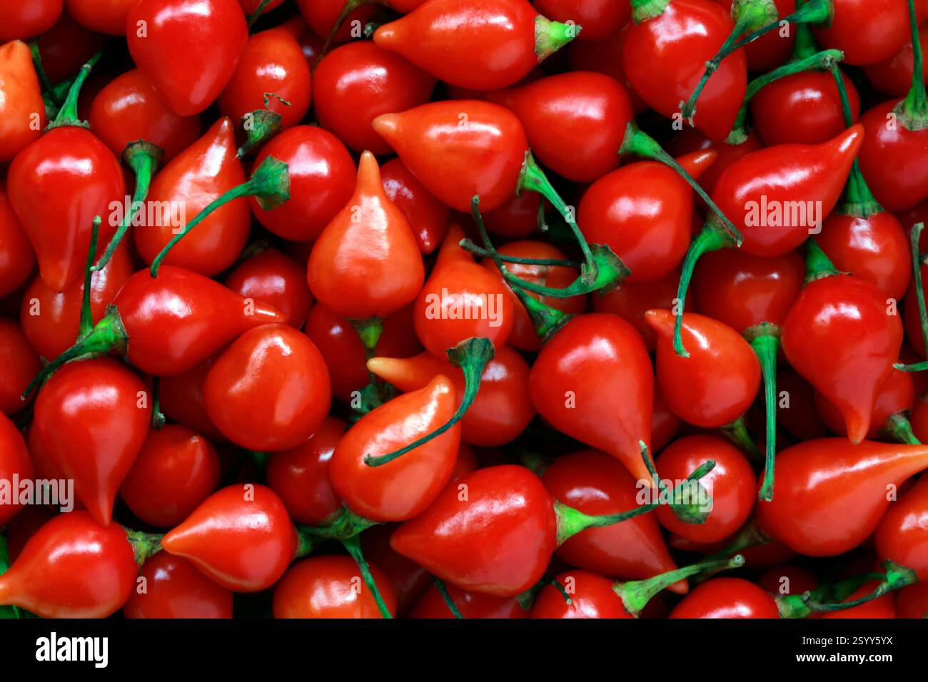 primo piano di pepe rosso, pimenta de cheiro, Foto Stock
