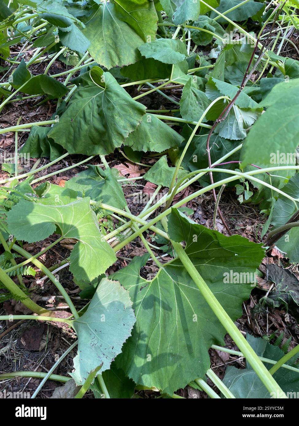 Butterbur gigante (Petasites japonicus), Plantae, Mt. Baker-Snoqualmie National Forest, Skykomish, Washington, Stati Uniti, Patch di oltre 2000 metri quadrati nel corridoio della linea elettrica Foto Stock