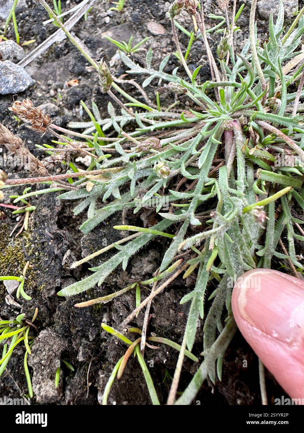 Buck's-Horn Plantain (Plantago coronopus), Plantae, A4232, Cardiff, Galles, GB, le foglie sono pinnaticamente divise. Foto Stock