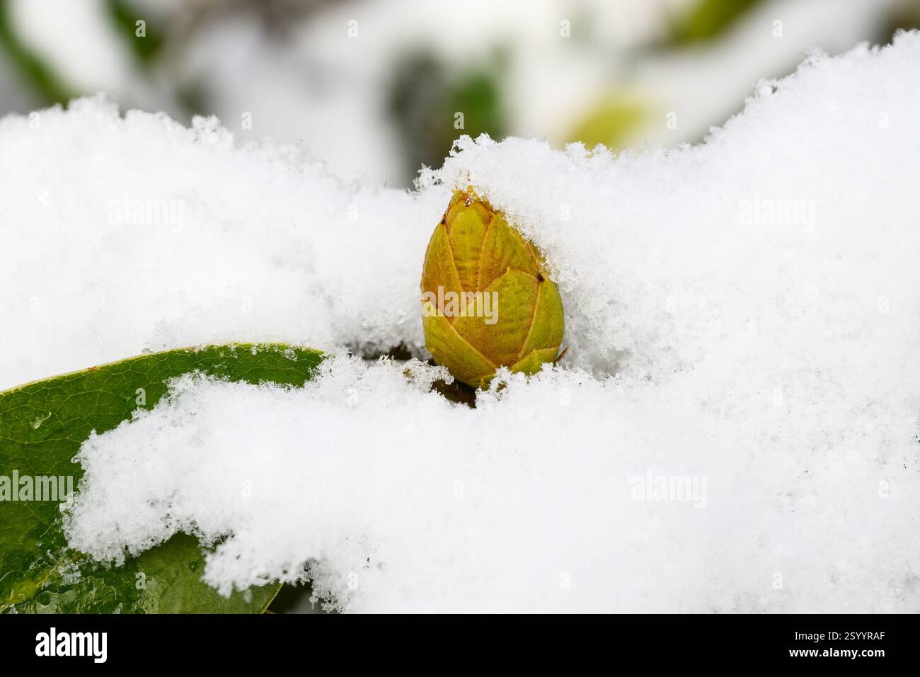 Bocciolo di rododendro in inverno circondato da neve bianca fresca Foto Stock