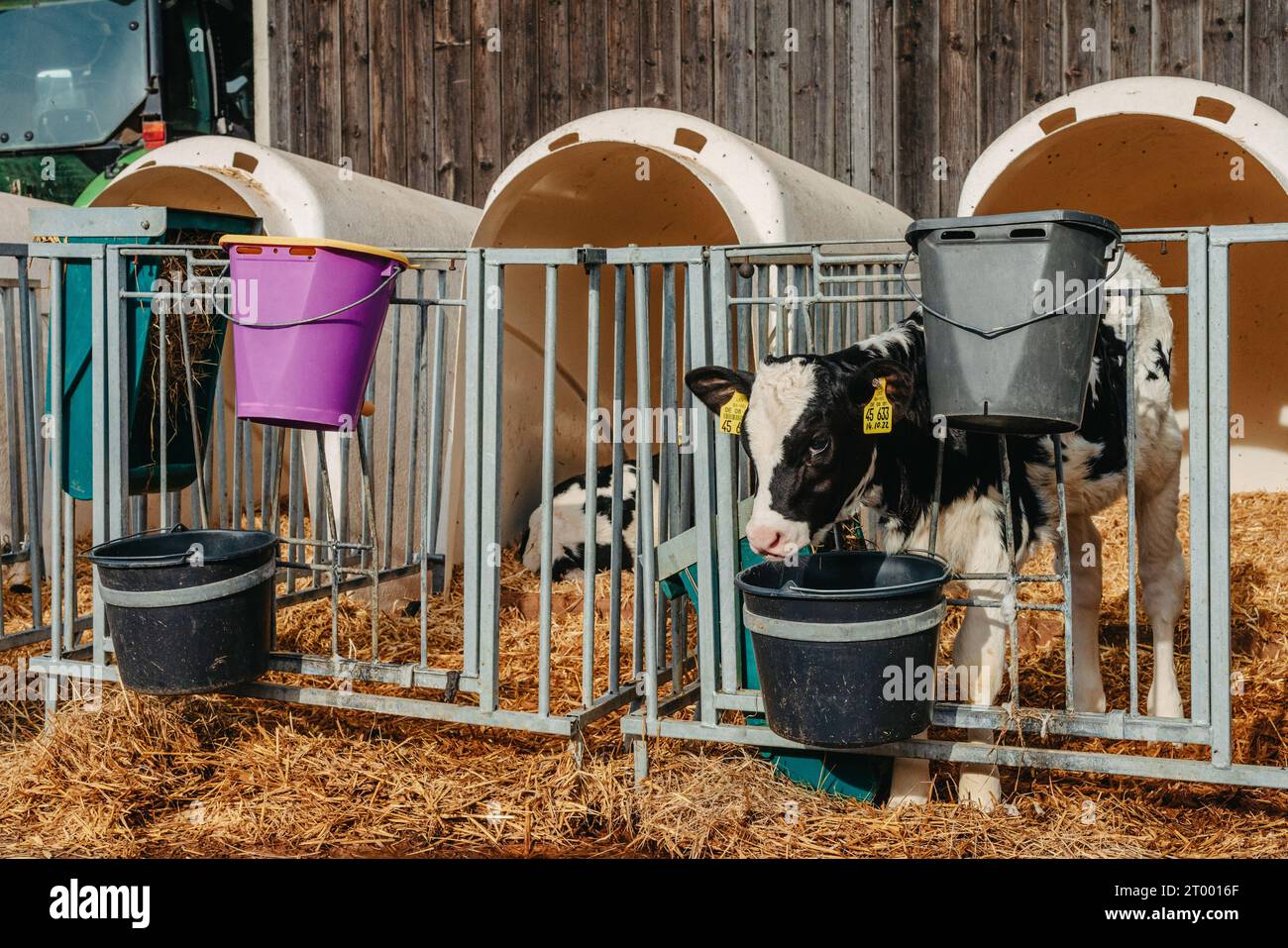 Piccolo vitello con etichette auricolari gialle in gabbia nel soleggiato fienile del bestiame in campagna guardando la fotocamera. Razza bovina Foto Stock