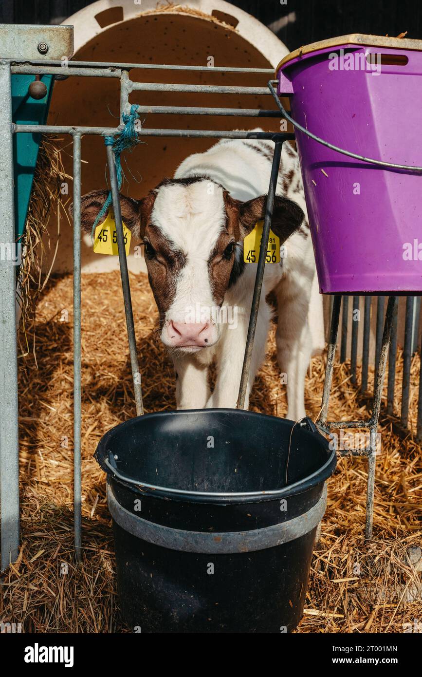 Piccolo vitello con etichette auricolari gialle in gabbia nel soleggiato fienile del bestiame in campagna guardando la fotocamera. Razza bovina Foto Stock