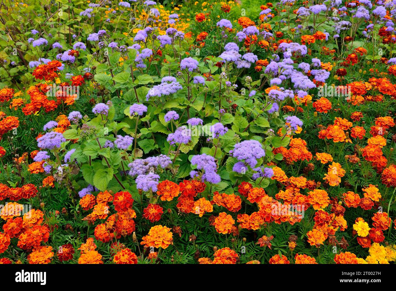 Brillante sfondo floreale estivo o autunnale con Ageratum blu in fiore o fiori di fiori (varietà Blaue Kappe) e tagetes o calendule rosso-arancio su f Foto Stock