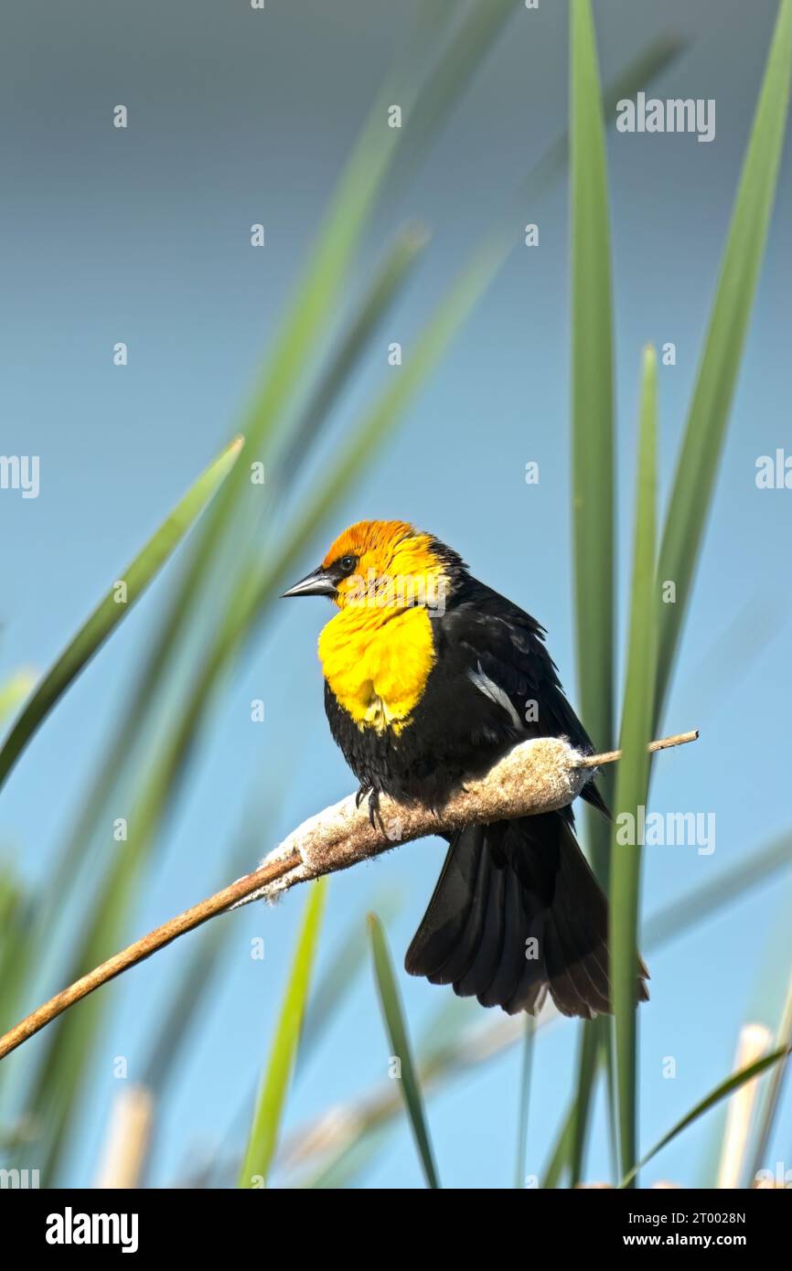 Uccello nero arroccato con testa gialla. Foto Stock