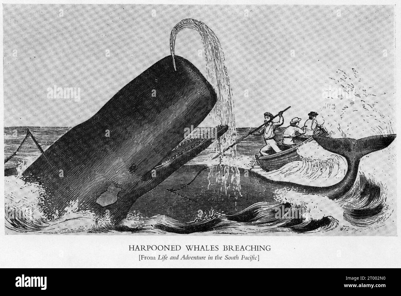 mezzitoni di una balena maledetta che sfonda la superficie prima di essere uccisa Foto Stock
