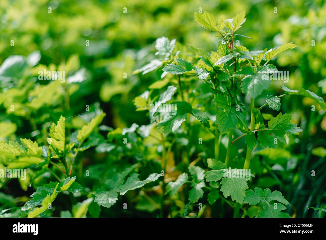 Primo piano di erba densa fresca con gocce d'acqua al mattino presto. Primo piano di lussureggiante erba verde senza taglio con gocce di rugiada in morbida luce mattutina. Foto Stock