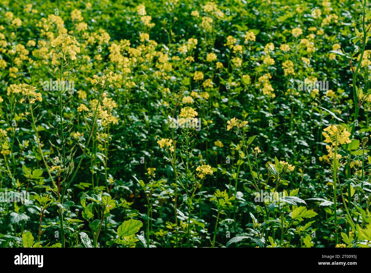 Vista ravvicinata del campo di colza giallo. Campo giallo di primo piano di colza fiorito, carta da parati natura. Sfondo naturale del paesaggio. Somma Foto Stock