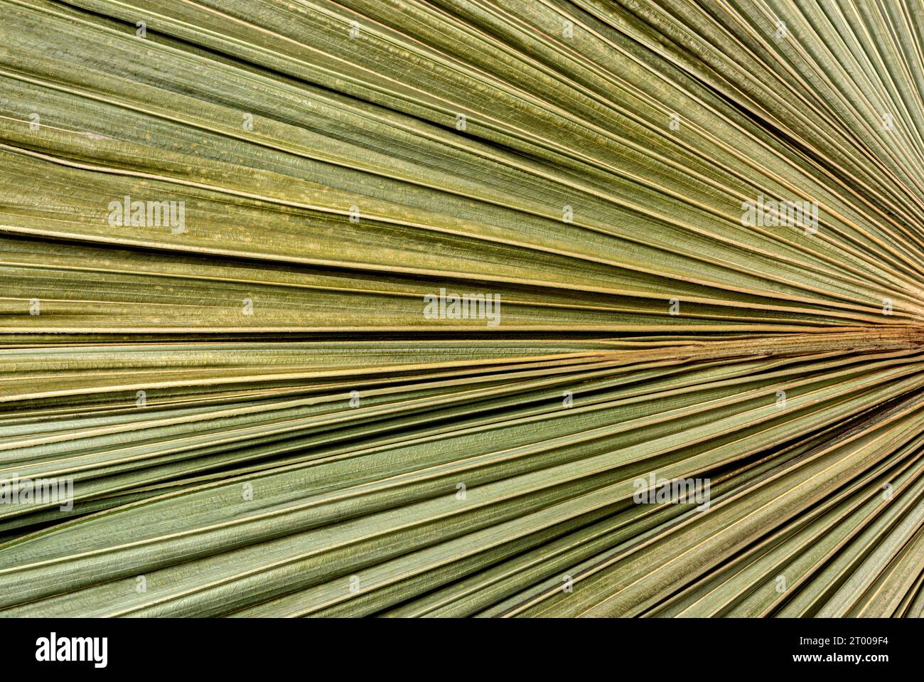 foglie di palma verde radialmente divergenti, sfondo, consistenza, natura. Foto di alta qualità Foto Stock