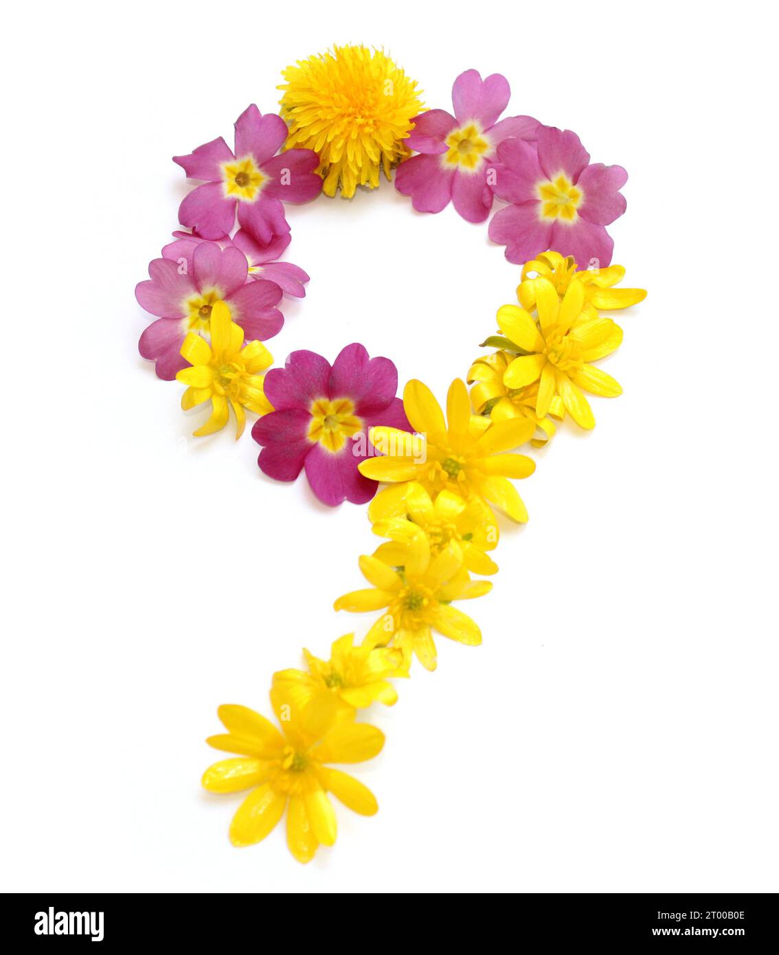 numero composto da fiori gialli e rosa appena raccolti. isolato su sfondo bianco per la festa di compleanno, anniversario 9 90 900 novecento novanta Foto Stock