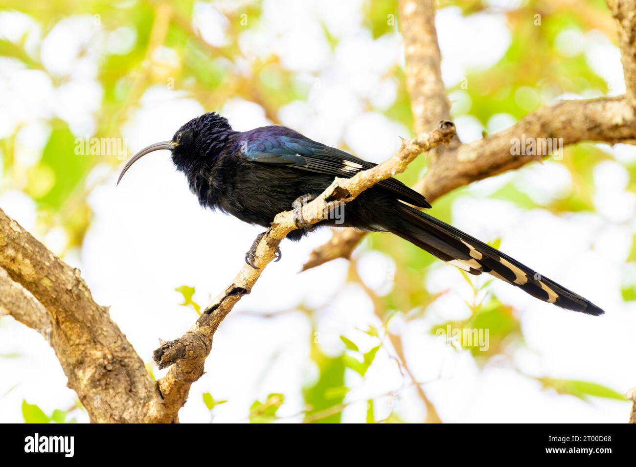 Becco comune (Rhinopomastus cyanomelas) arroccato su albero, Mpumalanga, Sudafrica. Foto Stock