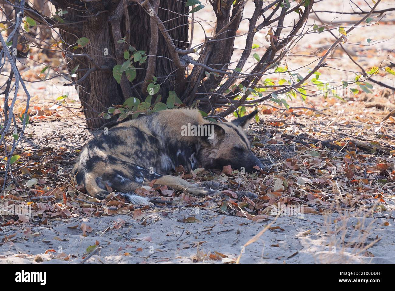 Questo piccolo branco di cani selvatici stava riposando all'ombra. La femmina alfa era stata radio taggata per un programma di ricerca in Botswana Foto Stock