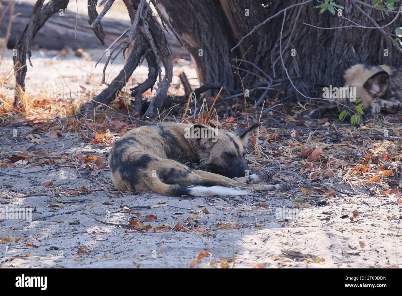 Questo piccolo branco di cani selvatici stava riposando all'ombra. La femmina alfa era stata radio taggata per un programma di ricerca in Botswana Foto Stock