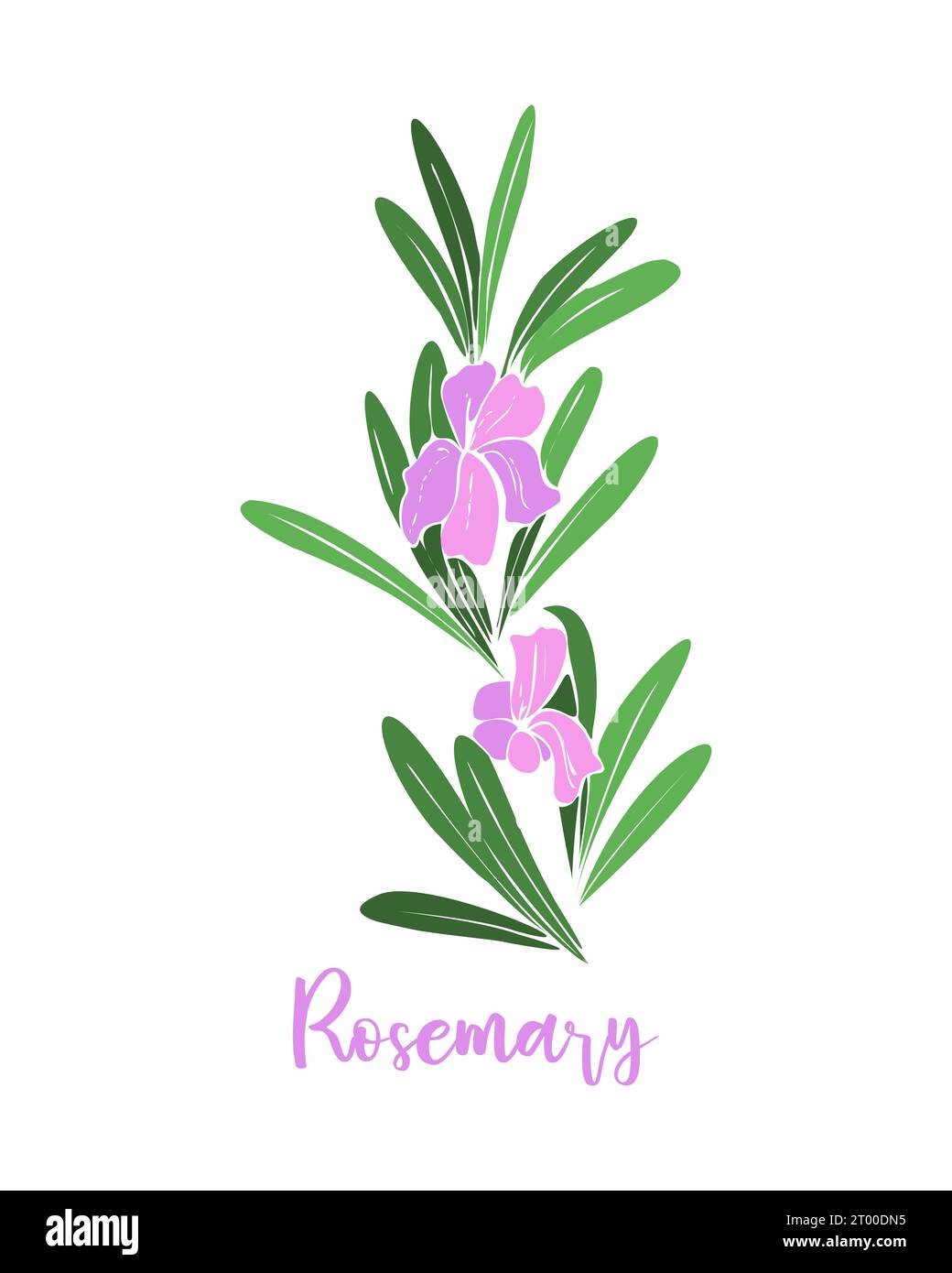 Ramo di rosmarino con fiori rosa viola. Erbe provenzali. Illustrazione vettoriale Illustrazione Vettoriale