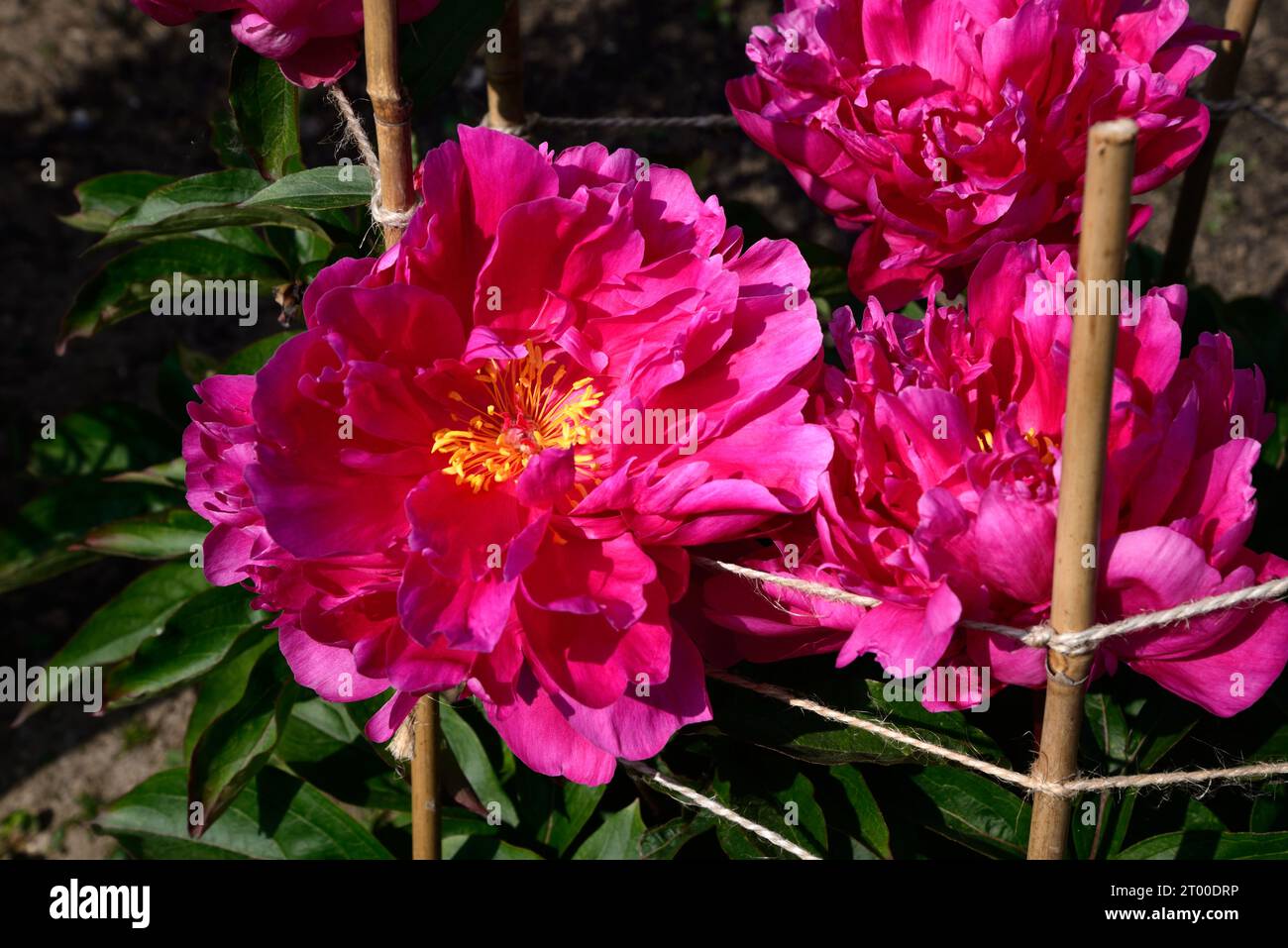 Fiore di peonia rosa in piena fioritura, Chard, Somerset, Regno Unito, Europa, Foto Stock